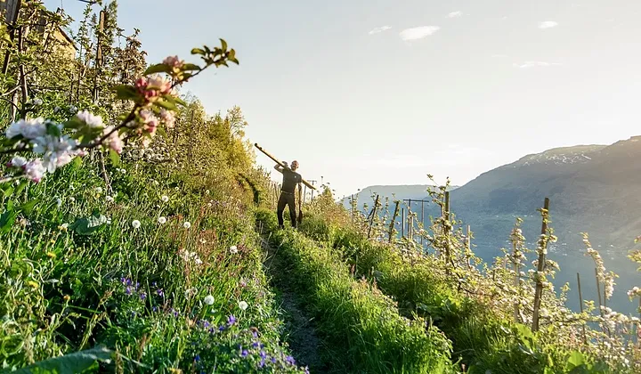 Alde Sider — fra Tastebuds-arkivet