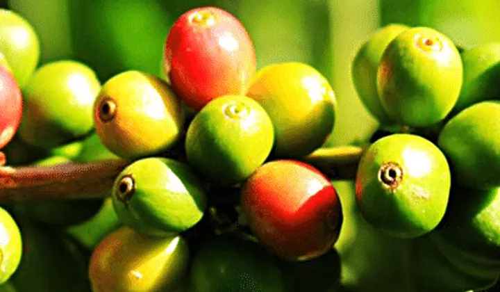 Merand Kaffe — fra Tastebuds-arkivet
