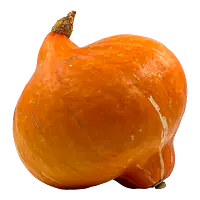 Hokkaidogresskar Stor - Master