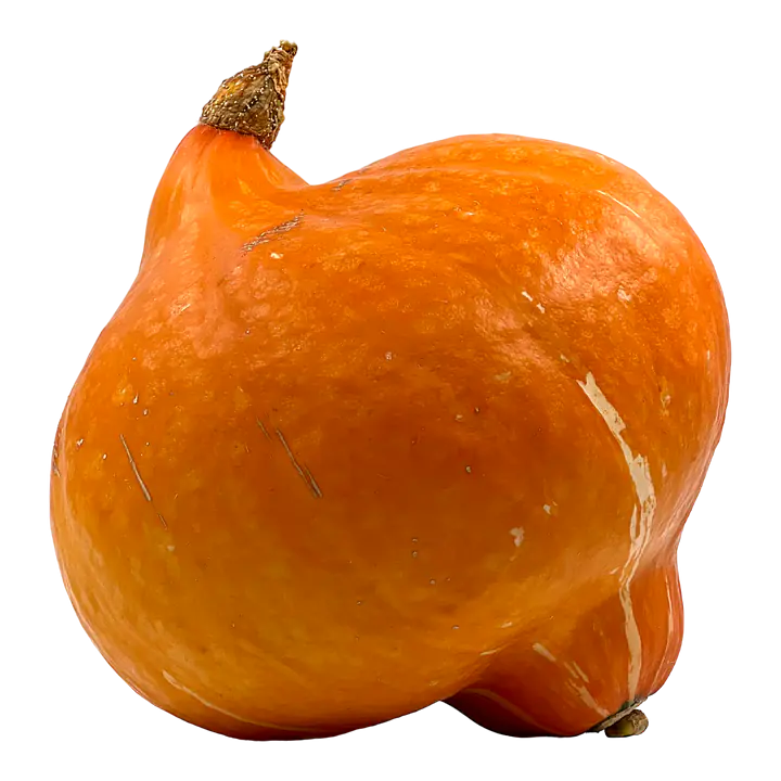 Hokkaidogresskar Stor - Master