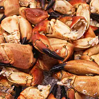 Ferske krabbeklør (rå) - Master